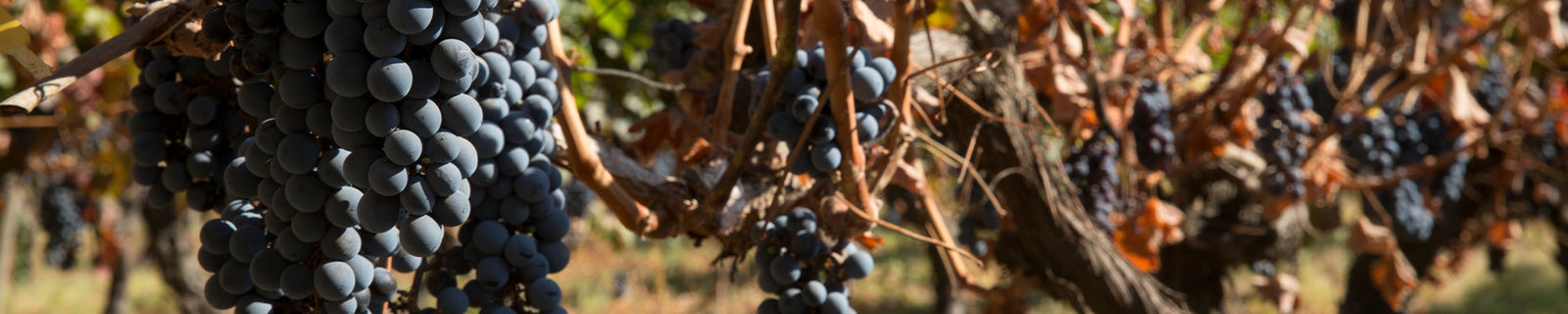 VENTA DE BODEGA FIESTAS PATRIAS